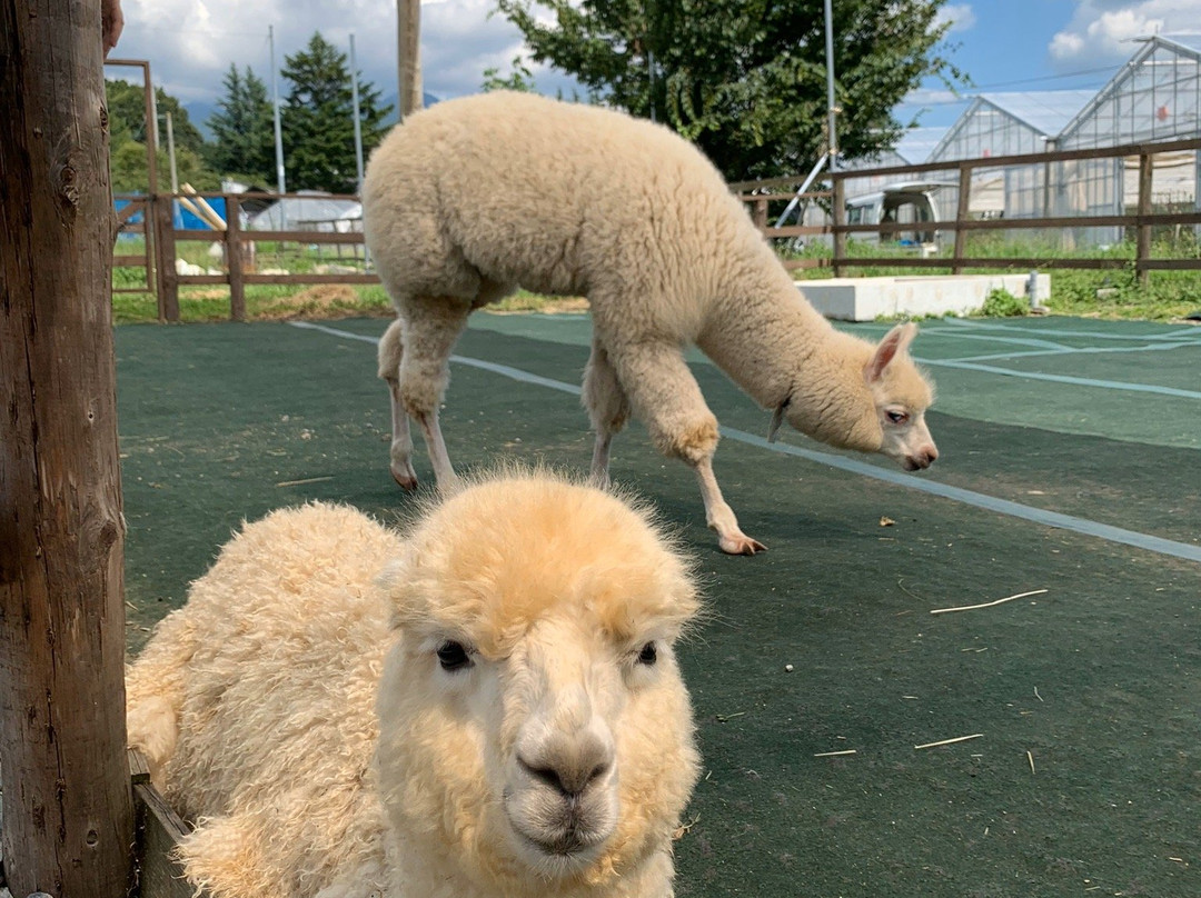 Yatsugatake Alpaca Farm-富士见町必去景点