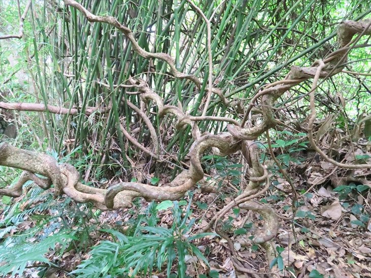 Modama Habitat-奄美市必去景点