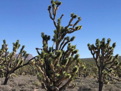 Desert Wonder Tours-哈瓦苏湖城必去景点