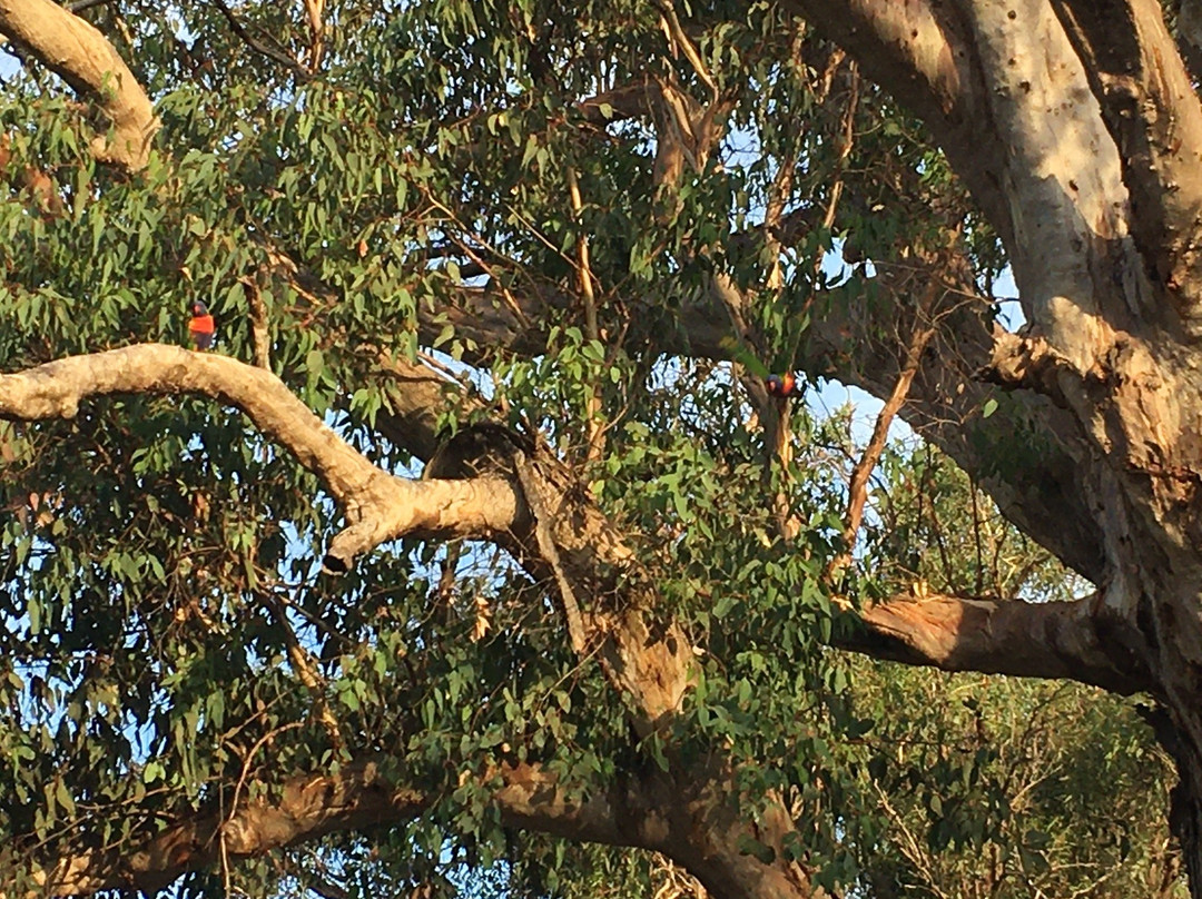 Canning River Regional Park景点图片