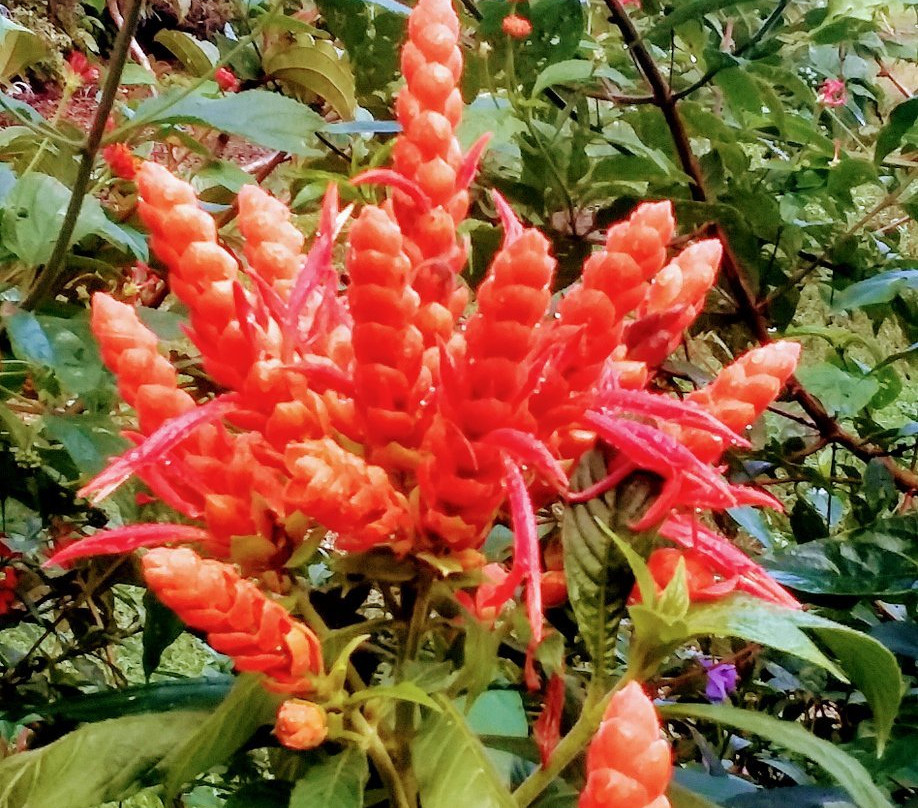 Finca Cántaros景点图片