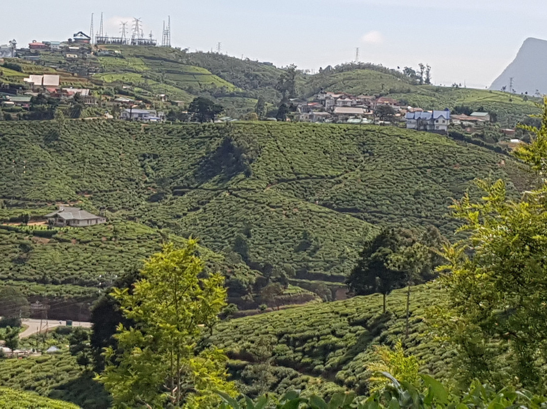 Single Tree Hill-奴娃拉伊利雅必去景点