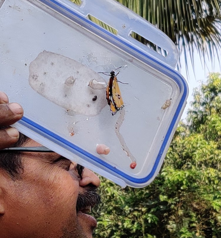 Butterfly park - Ovalekar Wadi景点图片