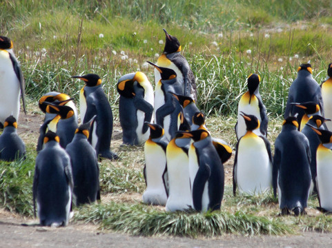 TodoPatagonia-蓬塔阿雷纳斯必去景点