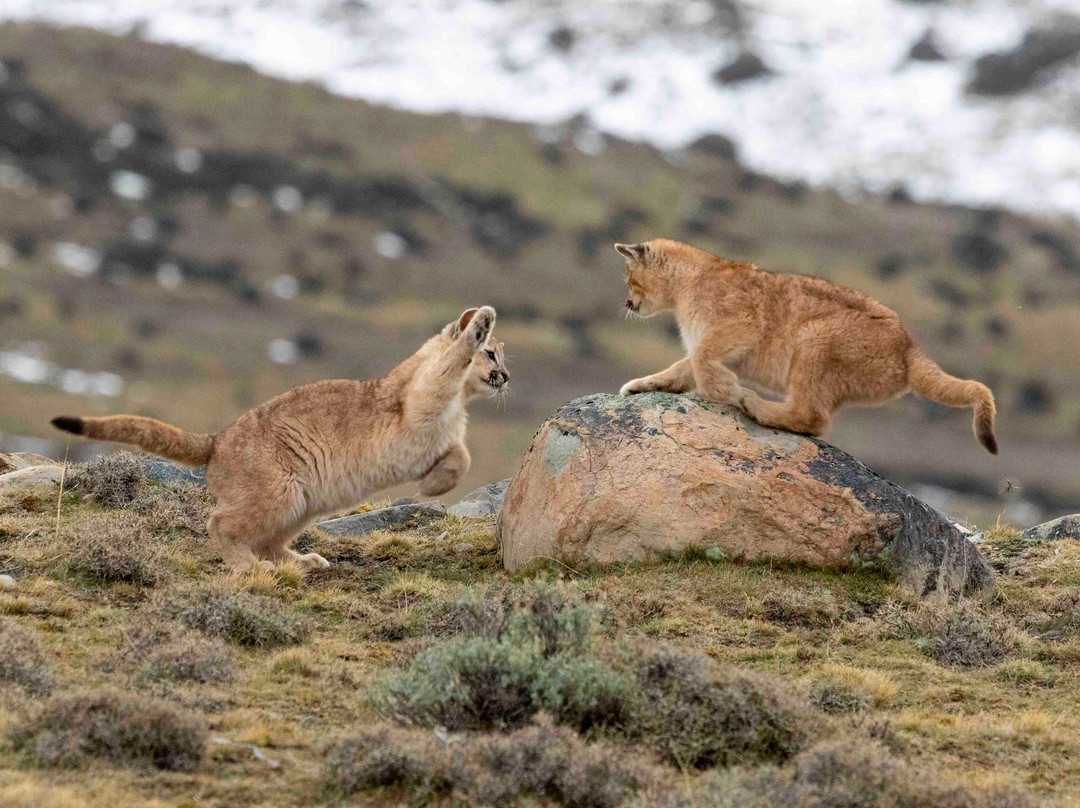 Wildcat Expeditions景点图片
