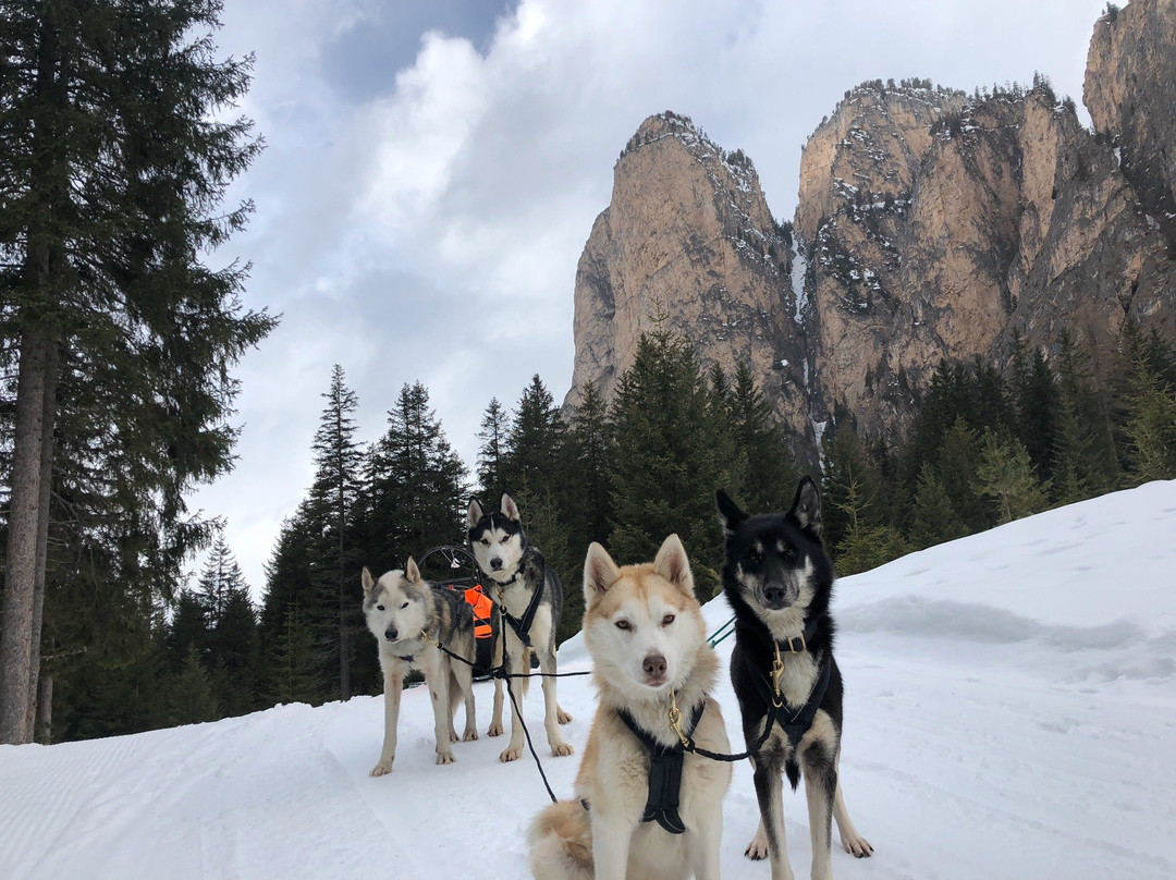 Huskysleddog景点图片