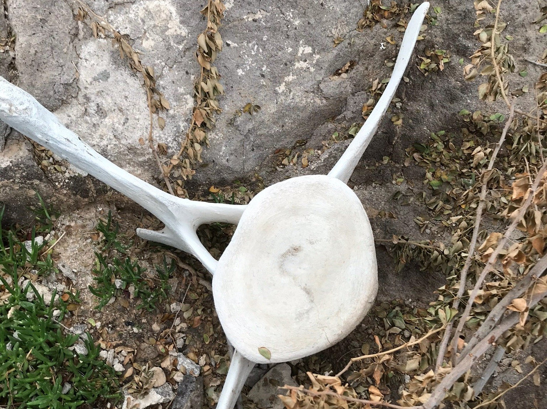 Hospedaje Mulege主图