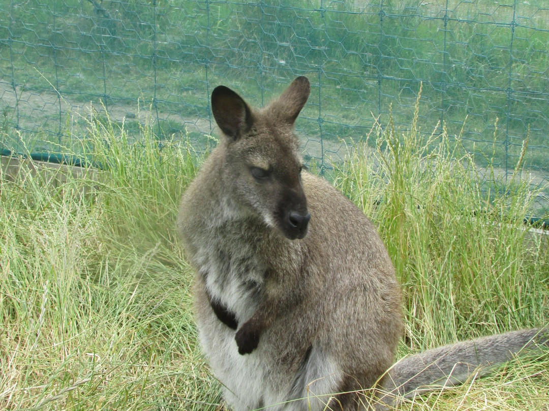 Hanmer Springs Animal Park景点图片