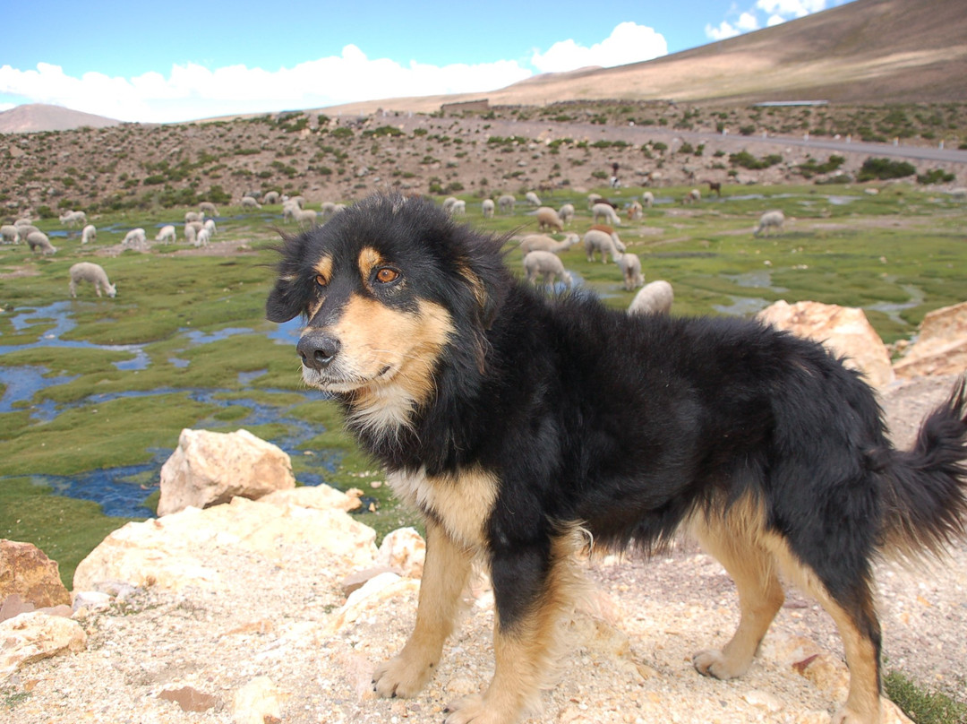 Abra Patapampa-Chivay必去景点