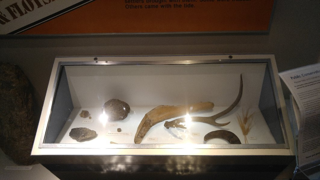 The Orkney Museum-柯克沃尔必去景点