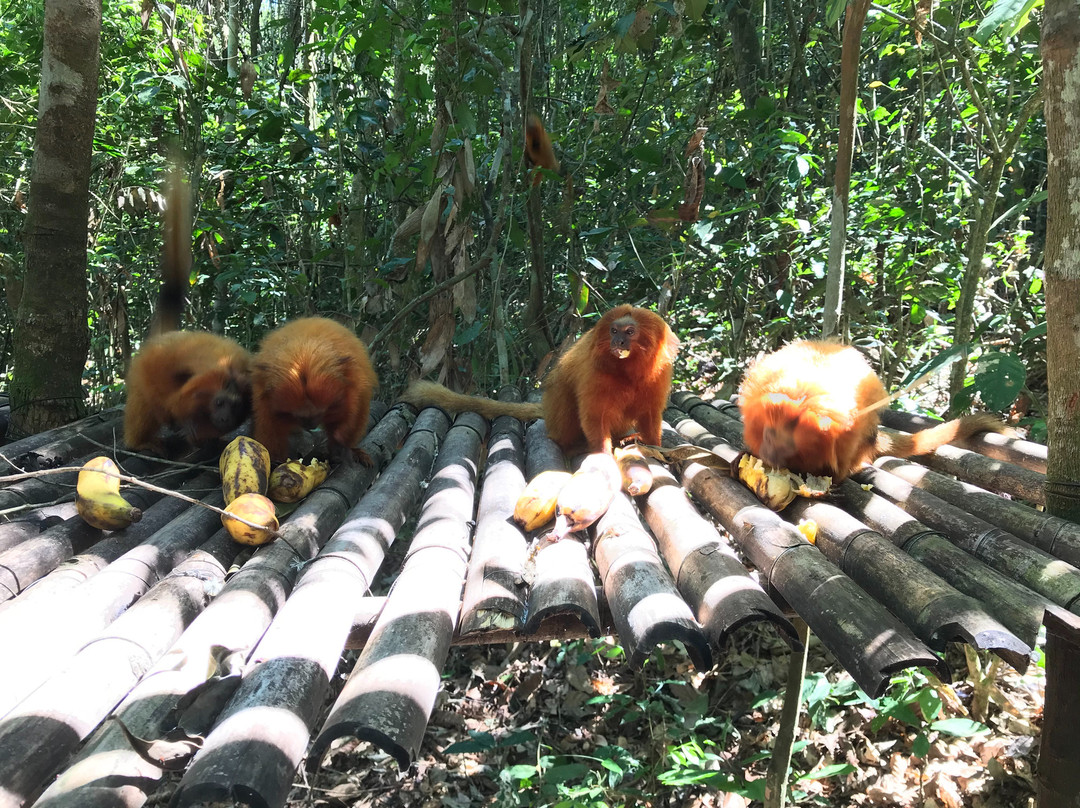 Associação Mico Leão Dourado-Silva Jardim必去景点