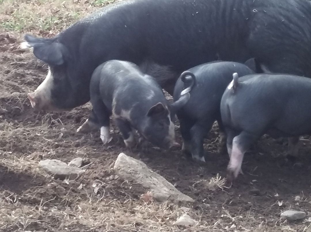 Muscoot Farm-Katonah必去景点