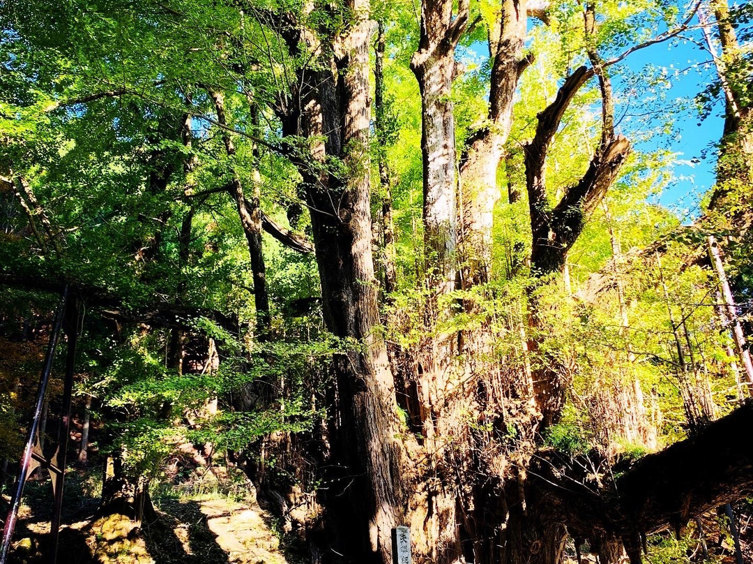 The Ginkgo Tree at Bodaiji Temple-奈义町必去景点