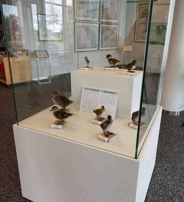 Natural History Museum of Kopavogur-科帕伏古必去景点