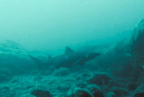 Centro de Buceo EL Bajon景点图片