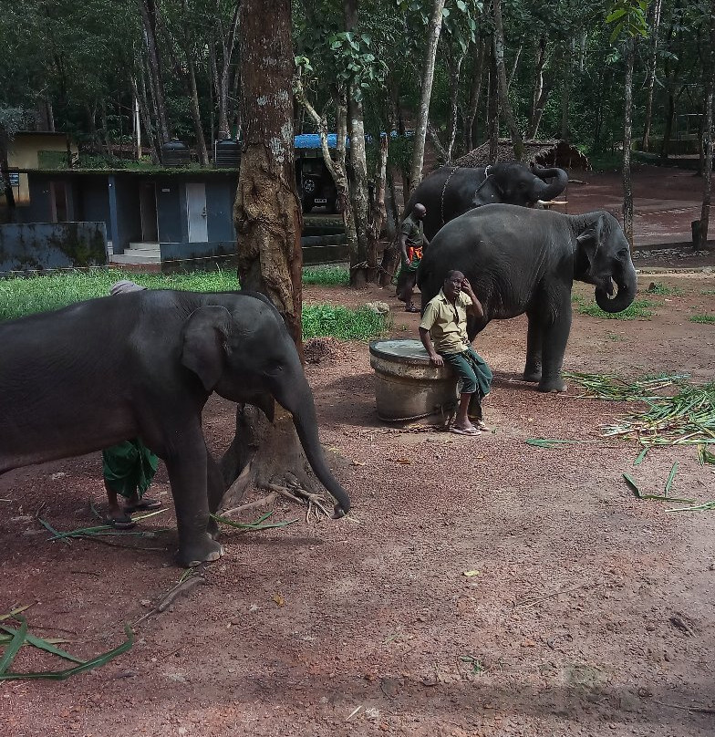 Elephant Rehabilitation Centre景点图片