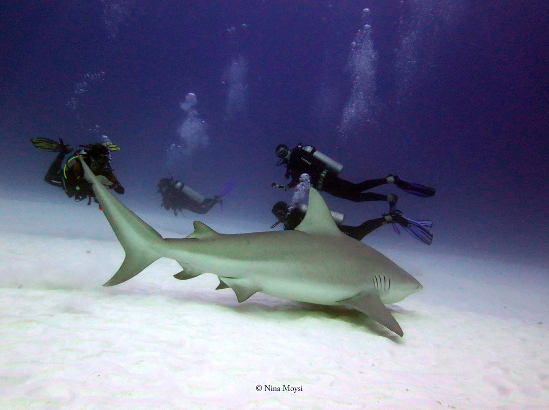 Pura Vida Diving