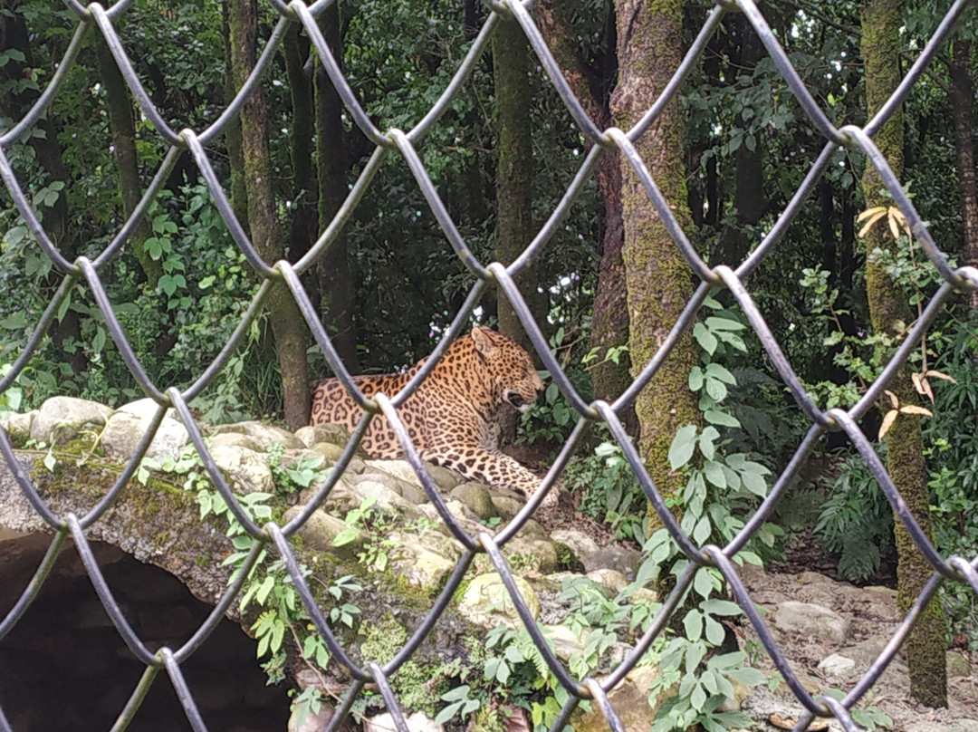 Nainital Zoo景点图片