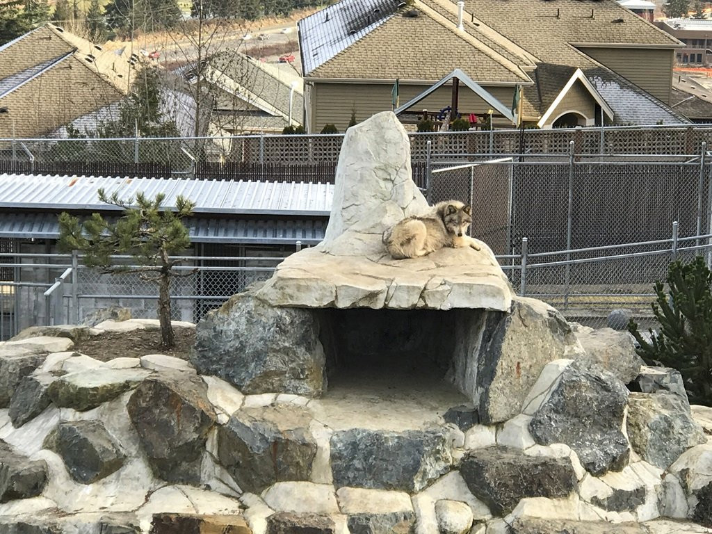 Cougar Mountain Zoo景点图片