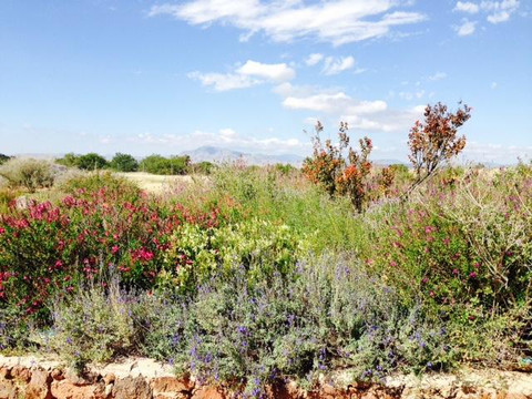 Chihuahuan Desert Nature Center & Botanical Gardens