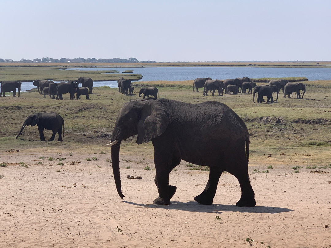 Tropical tours safaris-Chobe-卡萨尼必去景点