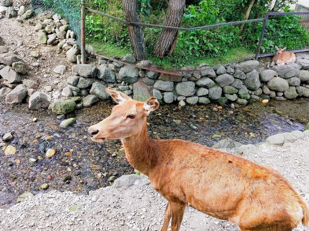 Nasu Safari Park-那须町必去景点