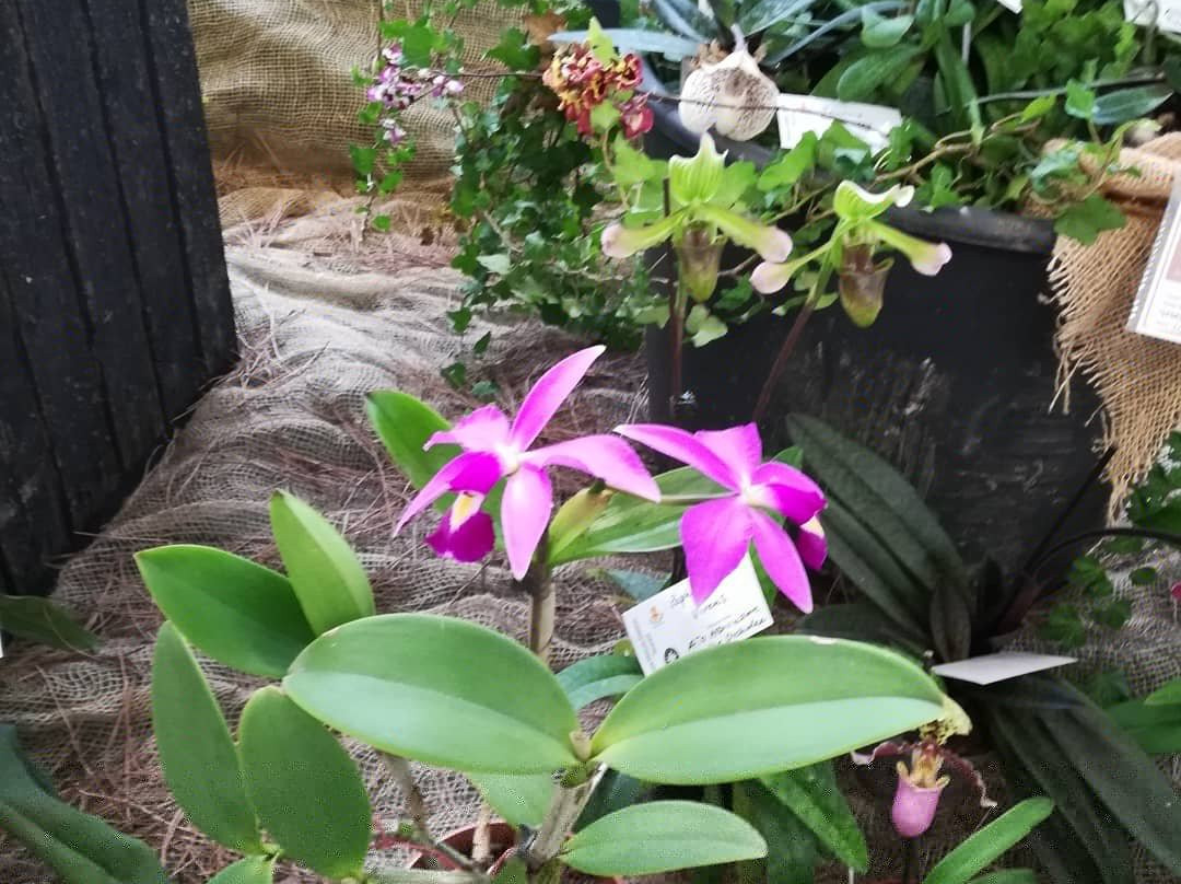 Giardino Jacquard-斯基奥必去景点