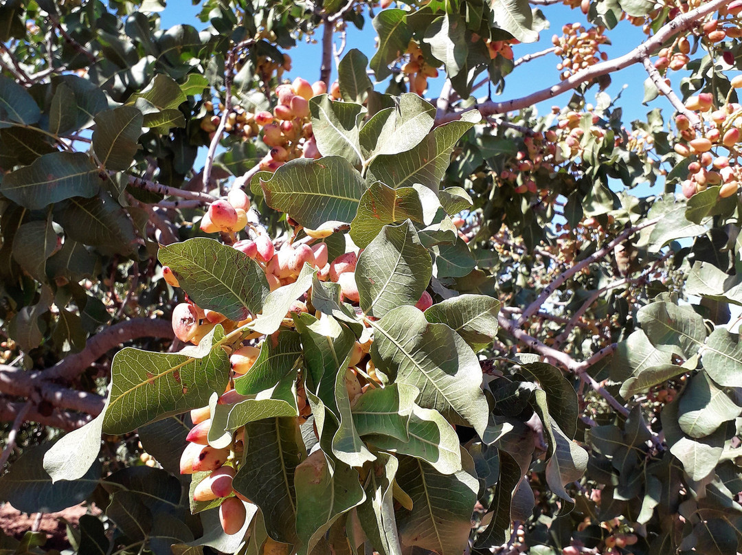 Heart of the Desert Pistachios & Wine-Mesilla必去景点