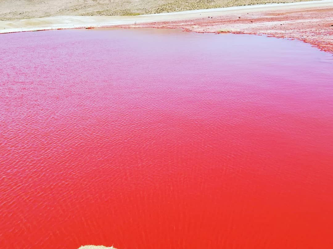 Laguna Roja-阿里卡必去景点