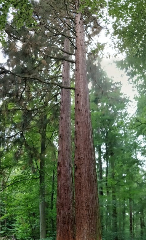 Arboretum Exotenwald景点图片