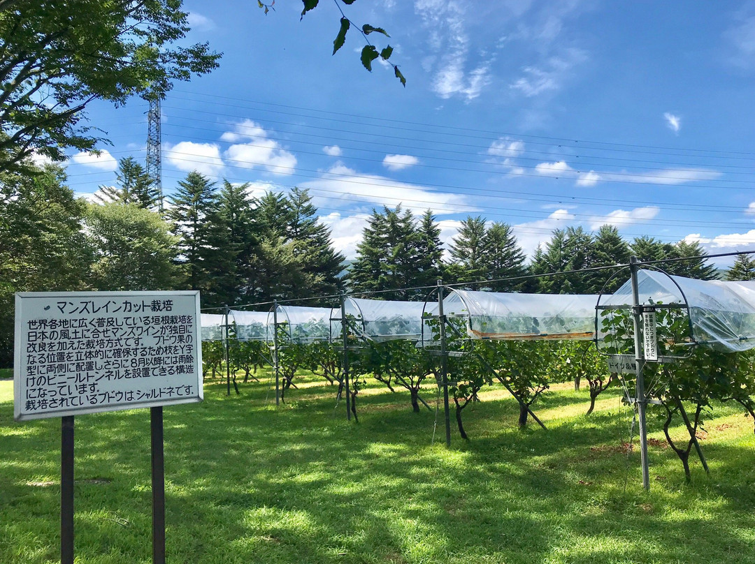 Manns Wine Komoro Winery-小诸市必去景点