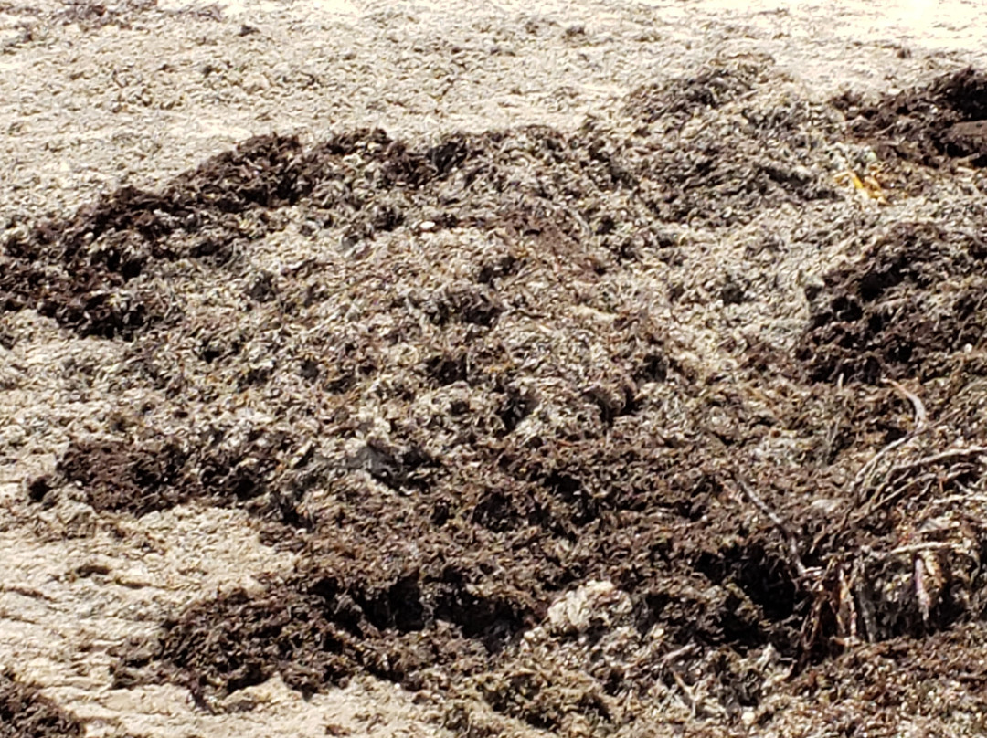 Delphinus Puerto Morelos-从莫雷洛斯港必去景点