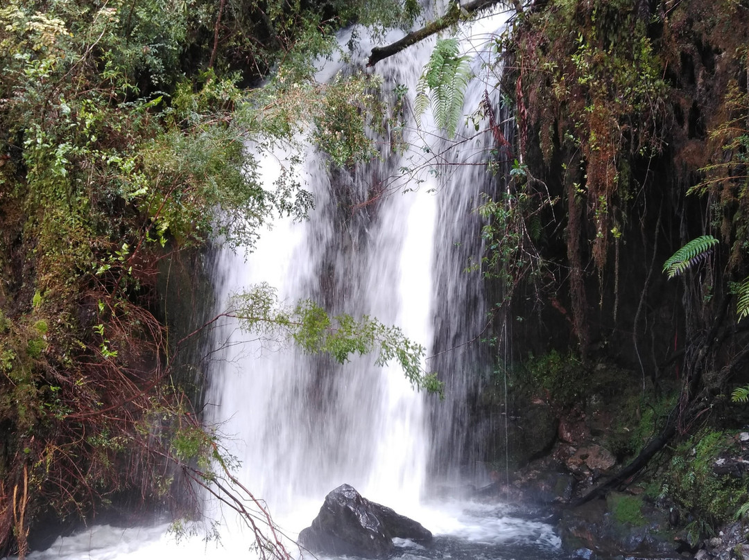 Parque Nacional Alerce Andino-蒙特港必去景点