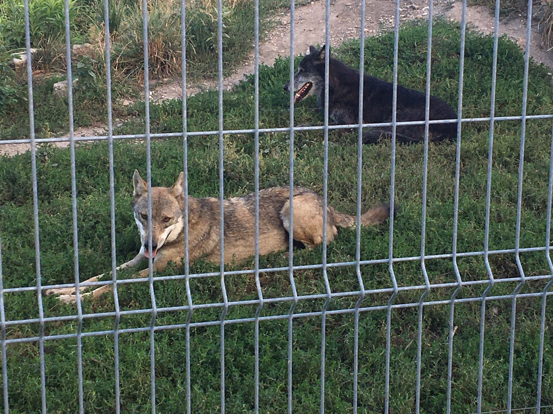 Malkia Park- Big Cats Rescue-Orechova Poton必去景点