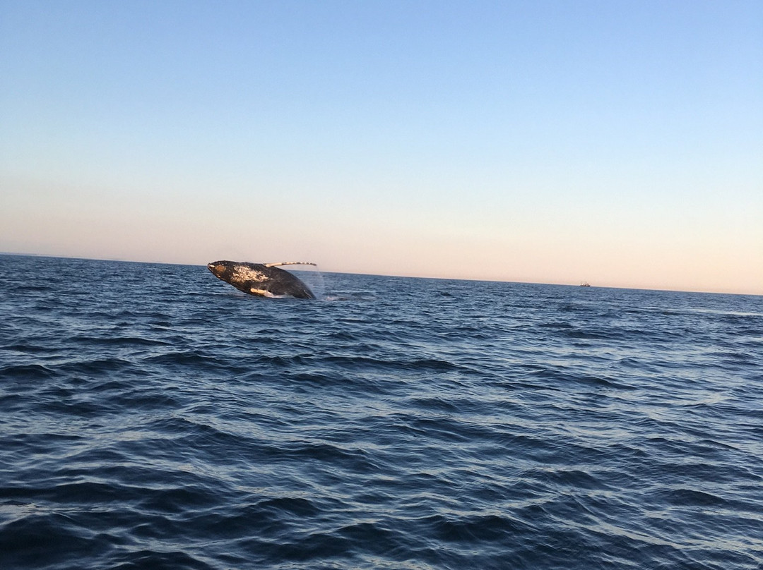 Island Cruises Whalewatching-Campobello Island必去景点