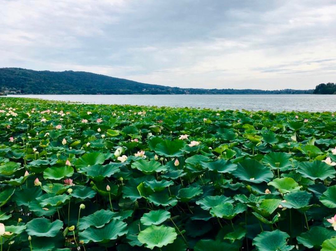 pista ciclabile lago di Comabbio景点图片