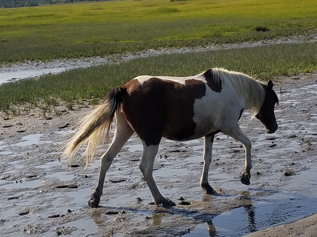 Saltwater Pony Tours-钦科蒂格岛必去景点