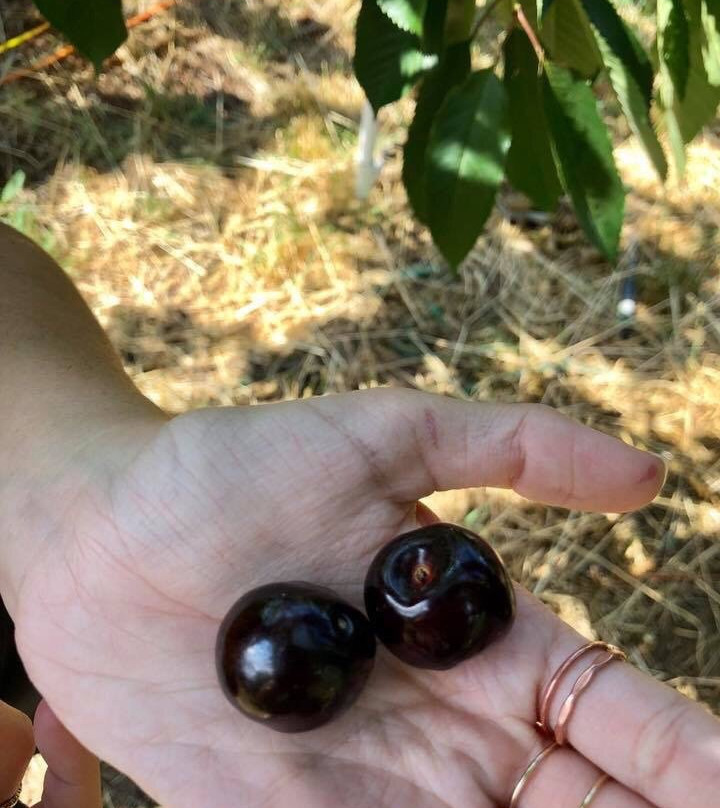 Hood River U-Pick Organic-胡德里弗必去景点