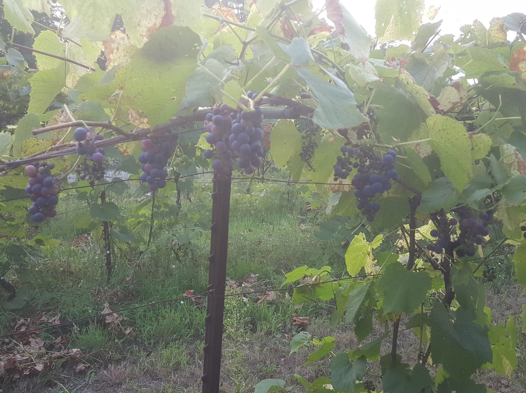 Happy Days and Nights Winery-Harbor Springs必去景点