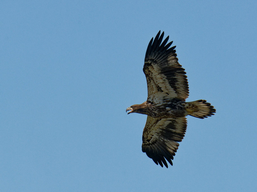 Discover the James Bald Eagle Tours-里士满必去景点