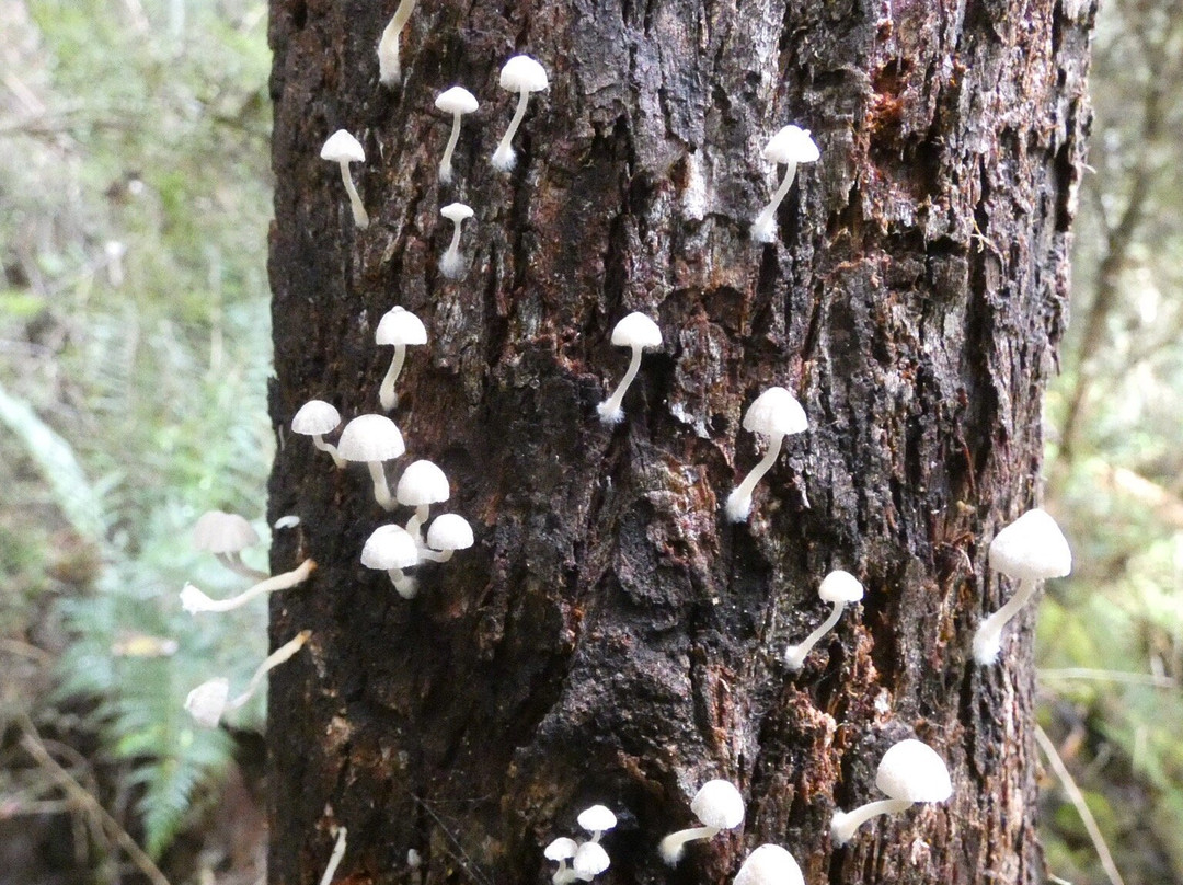 Black Glen Falls-Lachlan必去景点