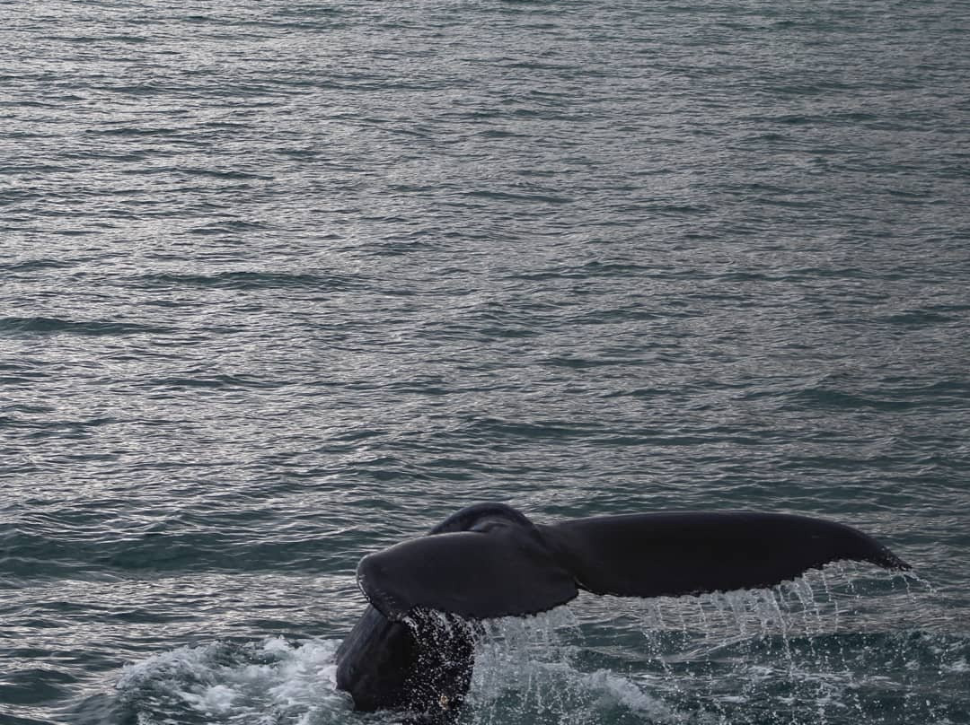Whale Watching Hjalteyri-Hjalteyri必去景点