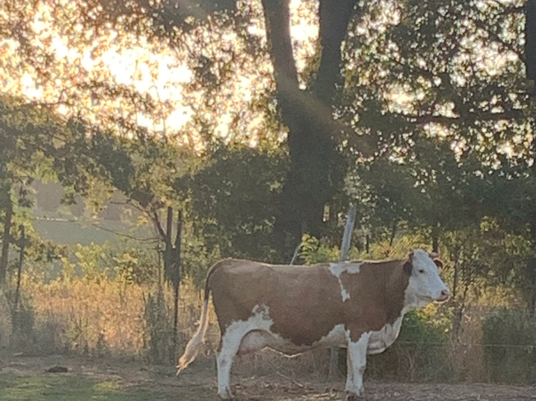 Agriturismo Rotabella主图