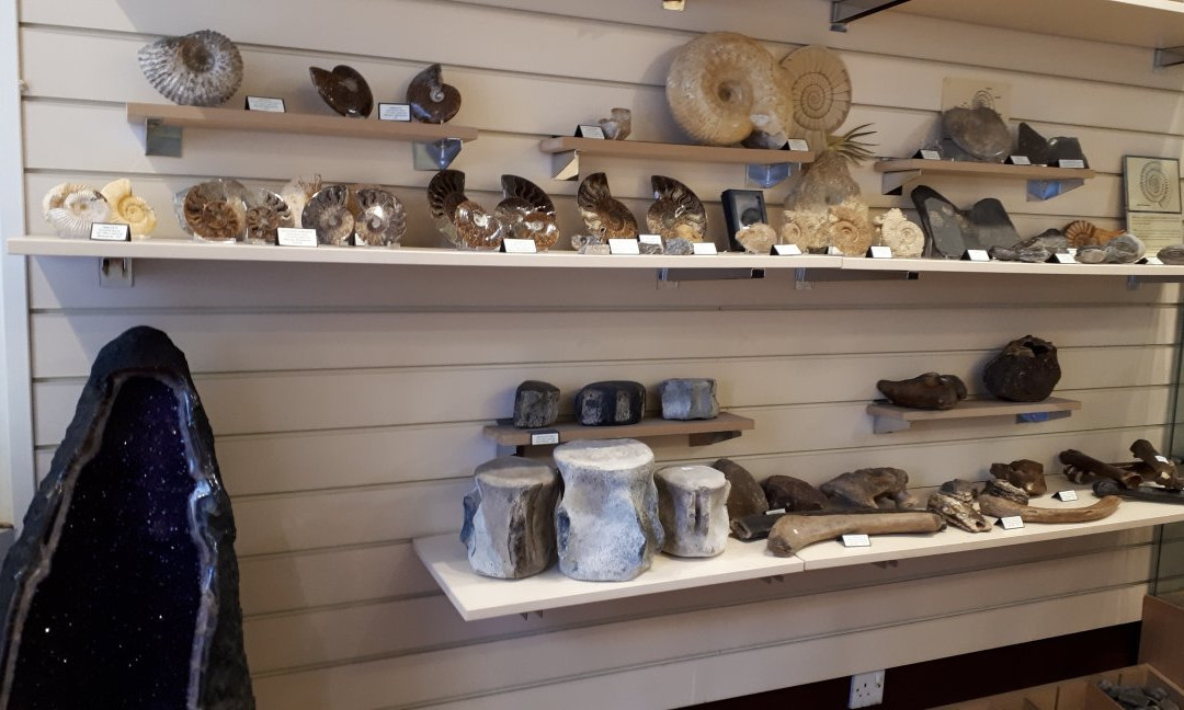 Mr Wood's Fossils-爱丁堡必去景点