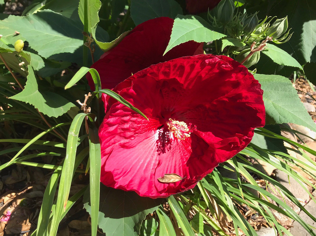 加特林堡酒店主图