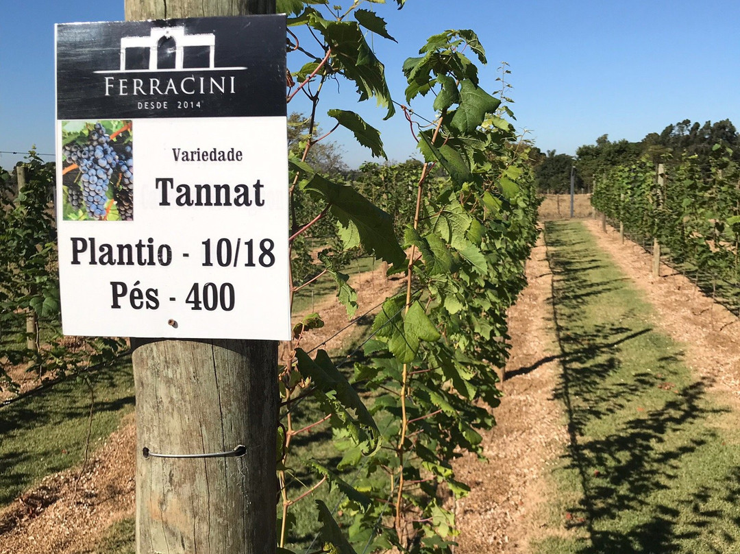 Vinicola Ferracini-Penapolis必去景点