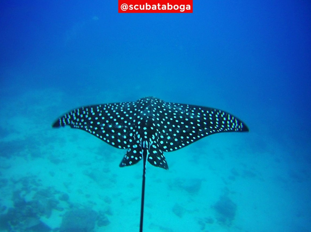 Scuba Taboga景点图片