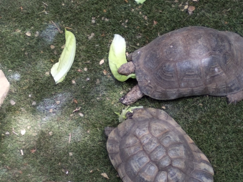 Centre de Reproduccio de Tortugues de l'Albera景点图片