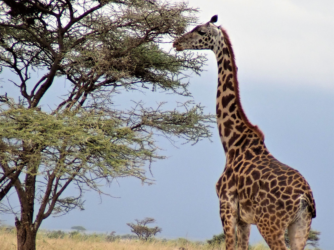 Roy Safaris景点图片