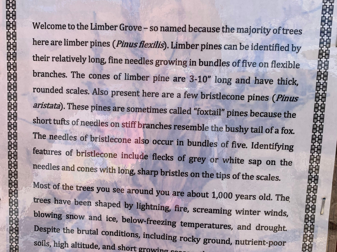 Limber Grove Trail-Fairplay必去景点